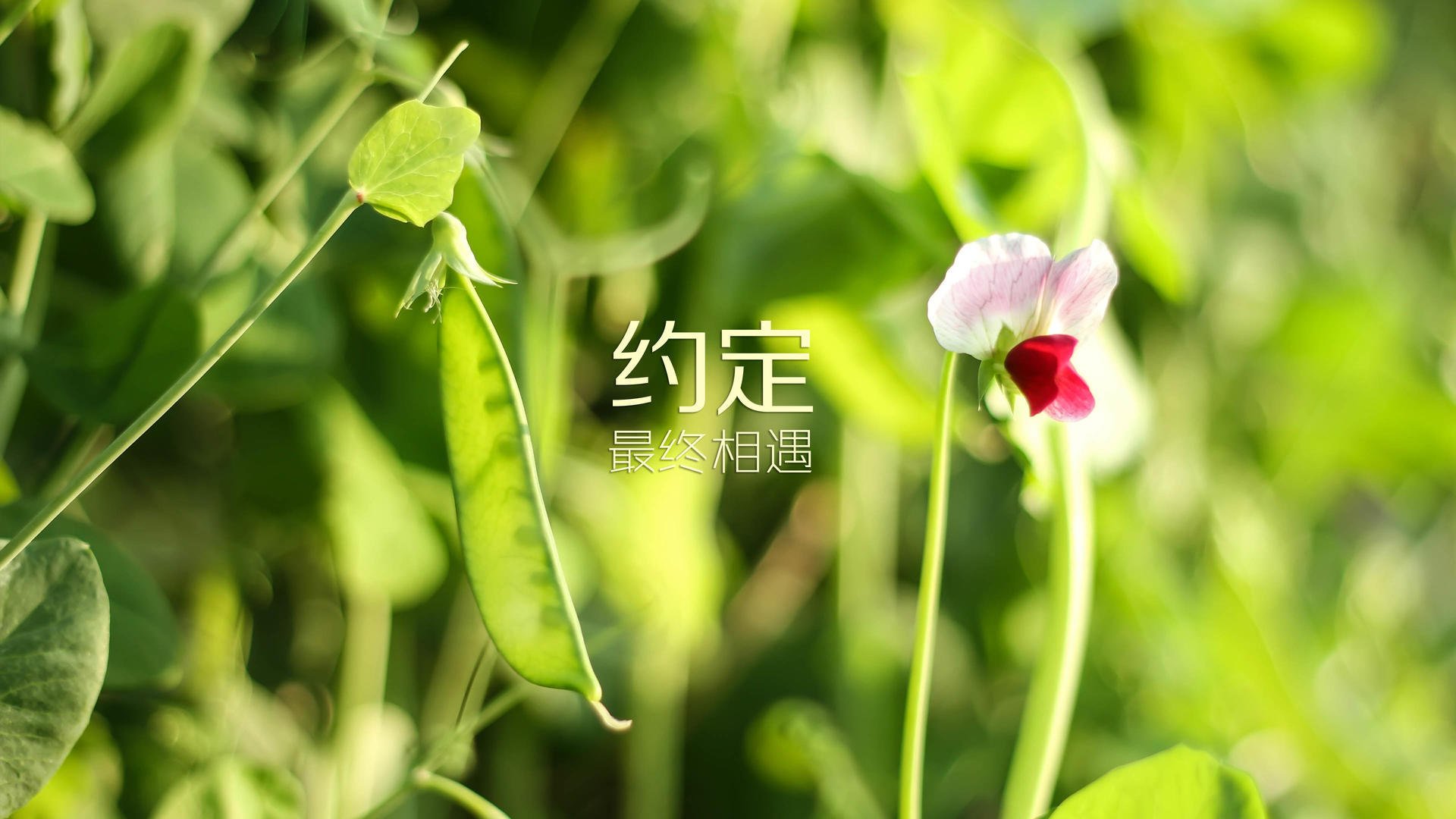 九游9游-_骑行穿越古镇：文化与运动的奇妙邂逅_，骑行乡村