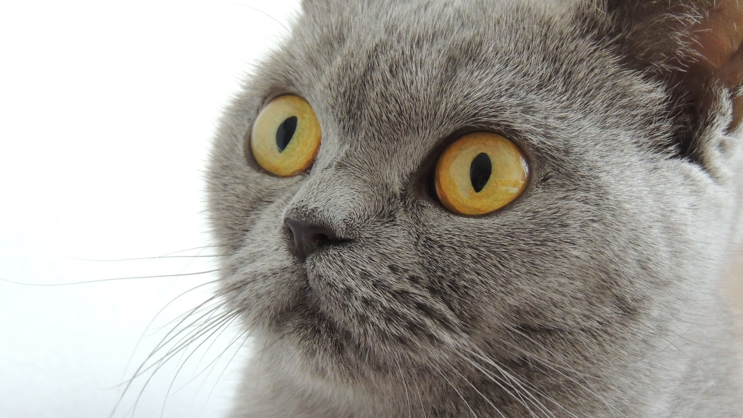 阿德莱德联士气高昂,连胜晋级四强,阿德莱德国际赛