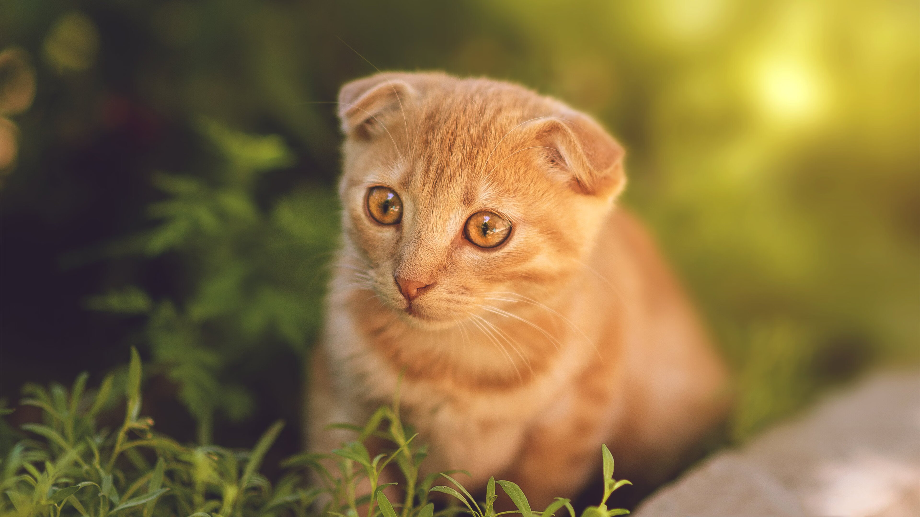 意甲节奏之王:快速反击碾压对手,意甲开场曲叫什么名