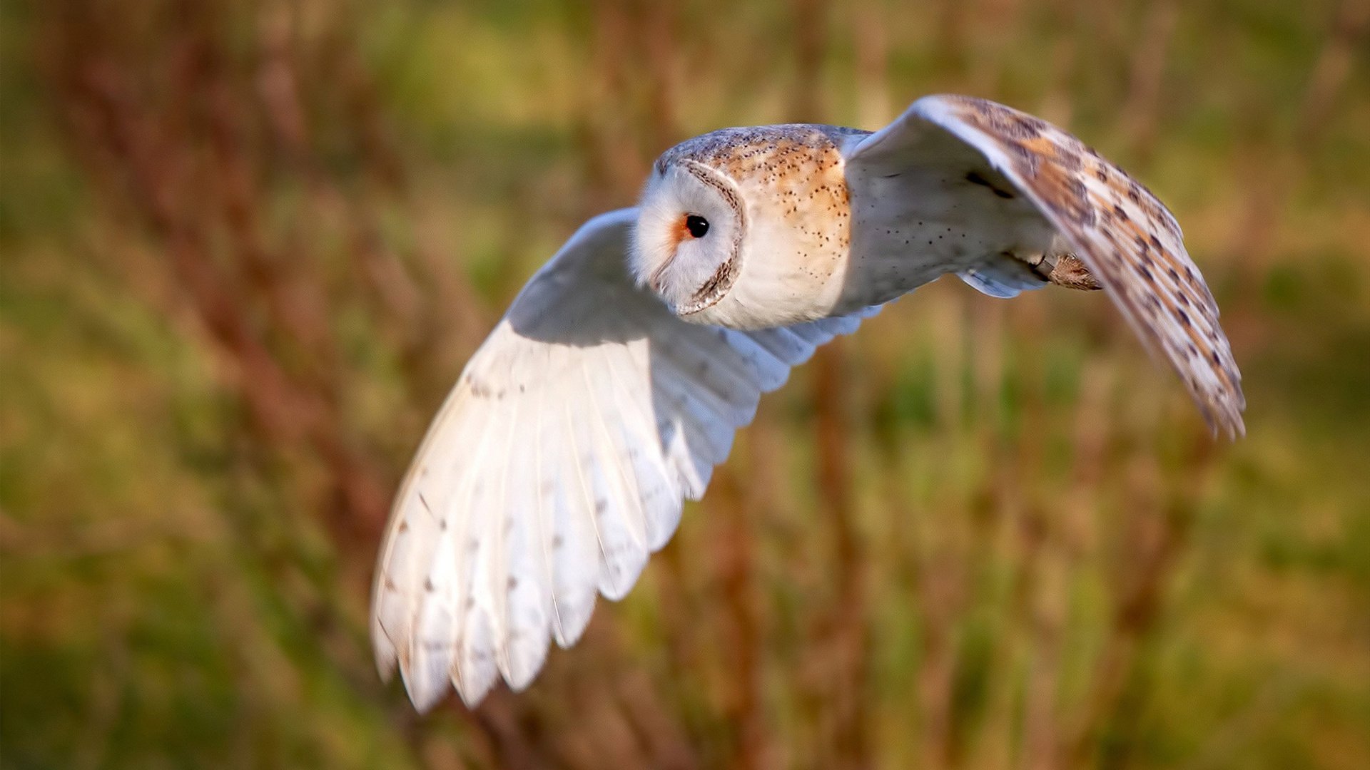 特色足球产业园区建设不断加快,打造产业链闭环生态,足球特色园申报