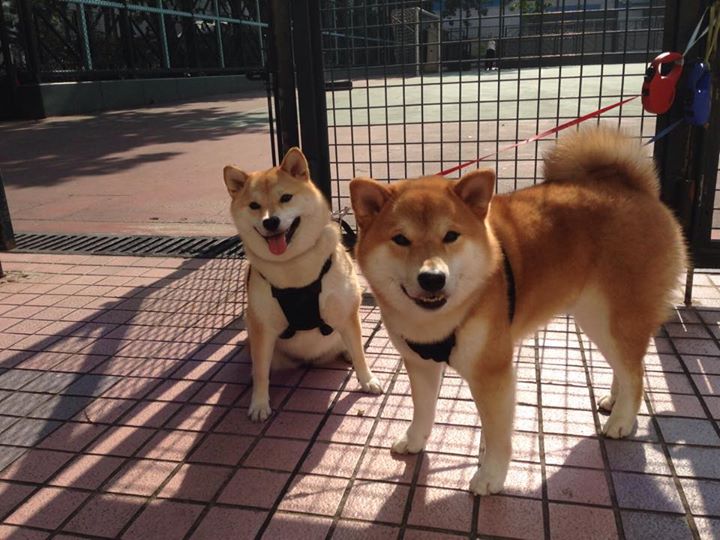 马刺球员生日当天砍下赛季新高,马刺新成员